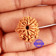 Load image into Gallery viewer, 10 Mukhi Nepalese Rudraksha - Bead No 412
