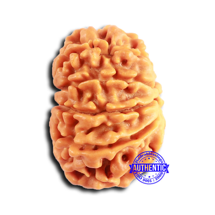 10 Mukhi Nepalese Rudraksha - Bead No 412