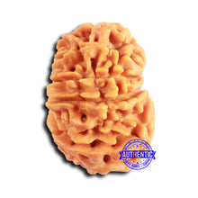 Load image into Gallery viewer, 10 Mukhi Nepalese Rudraksha - Bead No 412
