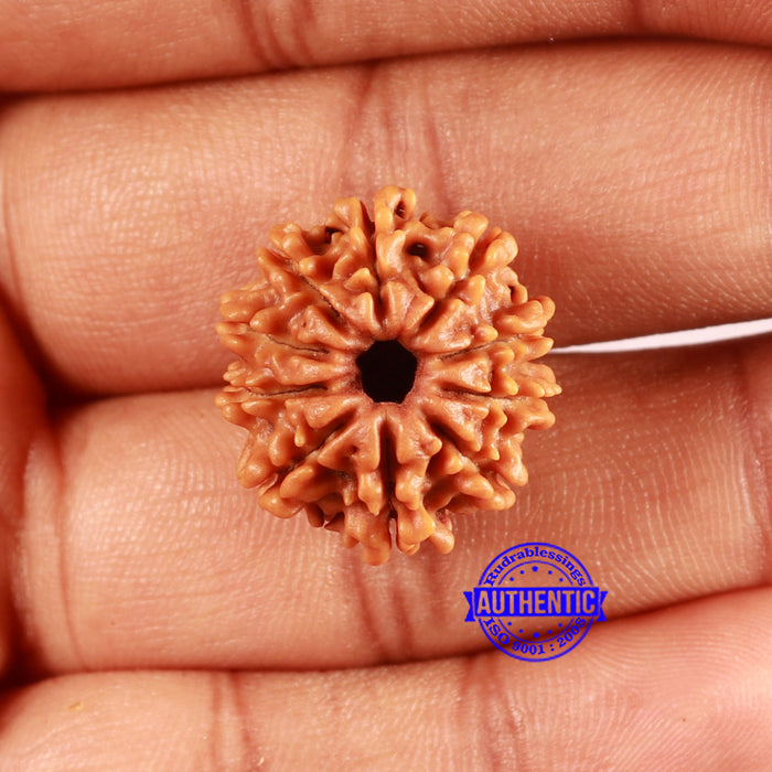 10 Mukhi Nepalese Rudraksha - Bead No 413