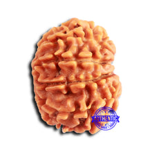 Load image into Gallery viewer, 10 Mukhi Nepalese Rudraksha - Bead No 413
