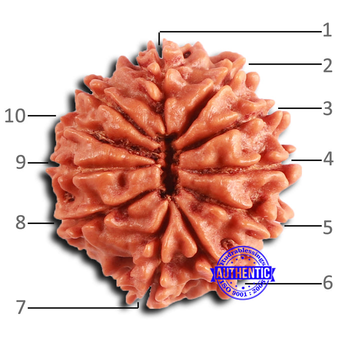 10 Mukhi Nepalese Rudraksha - Bead No 414