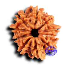 Load image into Gallery viewer, 10 Mukhi Nepalese Rudraksha - Bead No. 419
