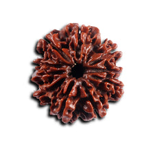 Load image into Gallery viewer, 10 Mukhi Nepalese Rudraksha - Bead No 439
