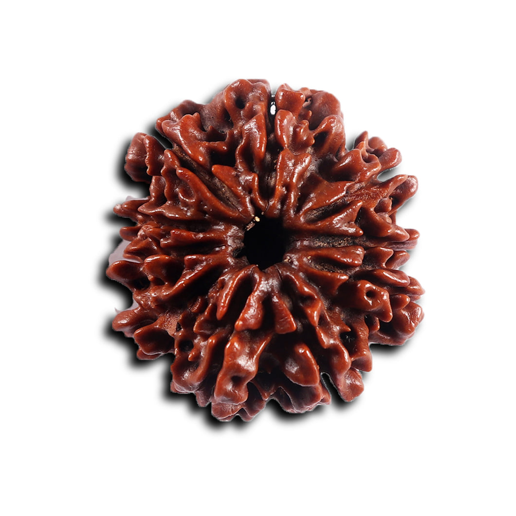 10 Mukhi Nepalese Rudraksha - Bead No 439