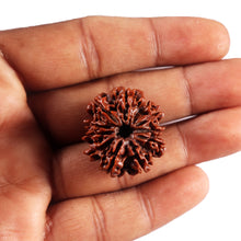 Load image into Gallery viewer, 10 Mukhi Nepalese Rudraksha - Bead No 439
