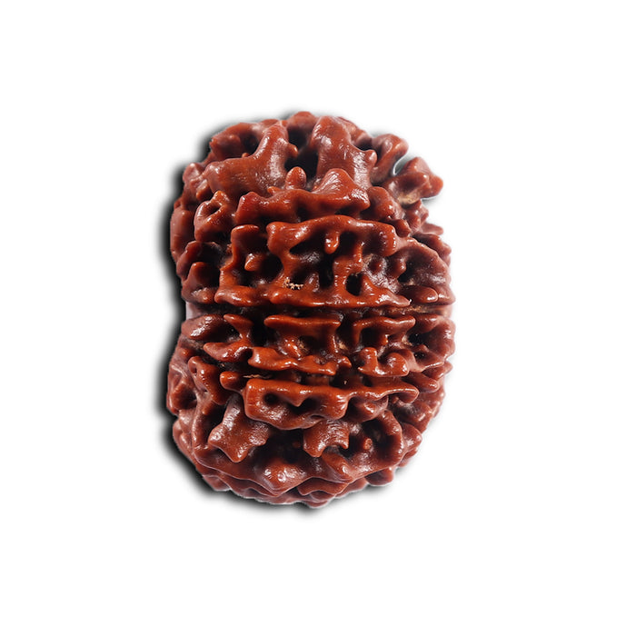 10 Mukhi Nepalese Rudraksha - Bead No 439