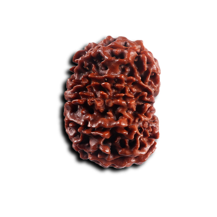 10 Mukhi Nepalese Rudraksha - Bead No 439