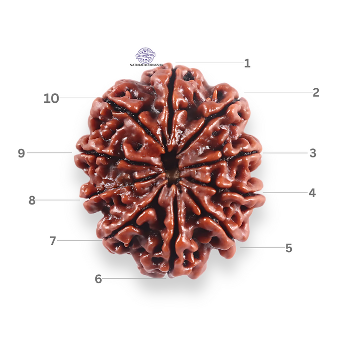 10 Mukhi Nepalese Rudraksha - Bead No 440