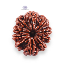 Load image into Gallery viewer, 10 Mukhi Nepalese Rudraksha - Bead No 440
