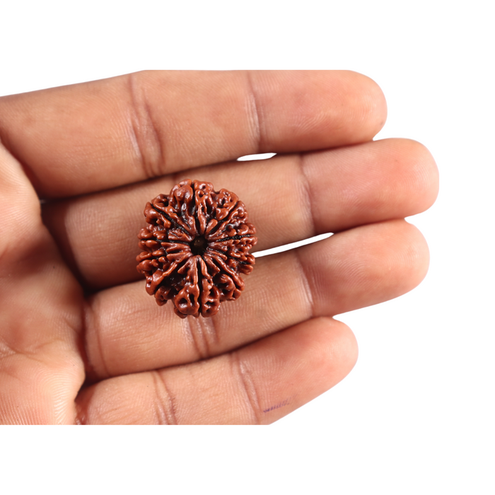 10 Mukhi Nepalese Rudraksha - Bead No 448