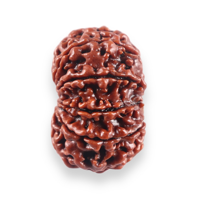 10 Mukhi Nepalese Rudraksha - Bead No 448