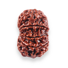 Load image into Gallery viewer, 10 Mukhi Nepalese Rudraksha - Bead No 440
