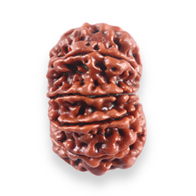 Load image into Gallery viewer, 10 Mukhi Nepalese Rudraksha - Bead No 440
