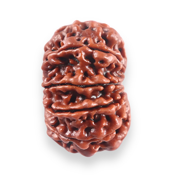 10 Mukhi Nepalese Rudraksha - Bead No 440