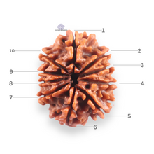 Load image into Gallery viewer, 10 Mukhi Nepalese Rudraksha - Bead No. 441
