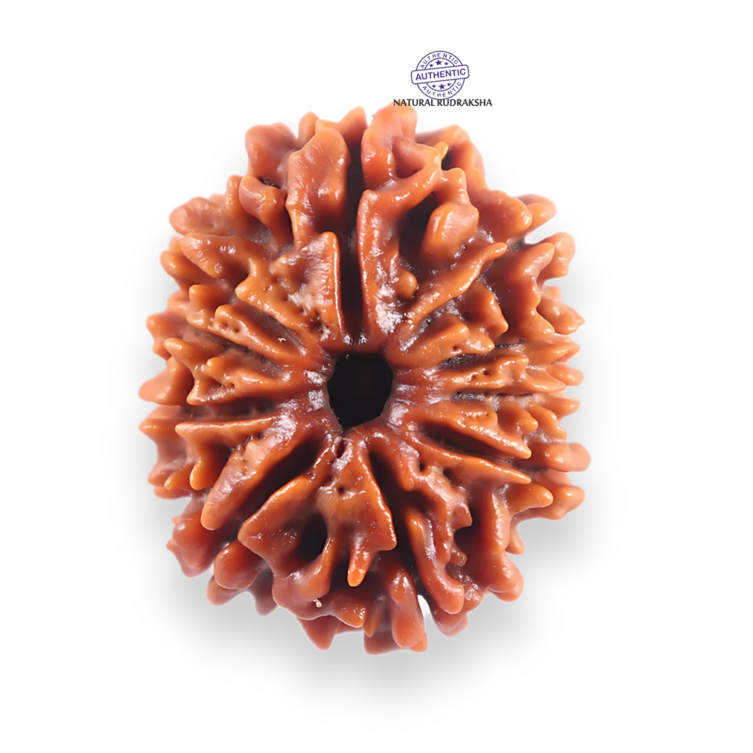 10 Mukhi Nepalese Rudraksha - Bead No. 441