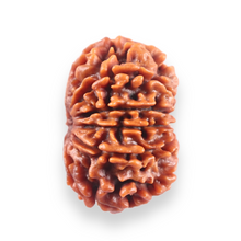 Load image into Gallery viewer, 10 Mukhi Nepalese Rudraksha - Bead No. 441

