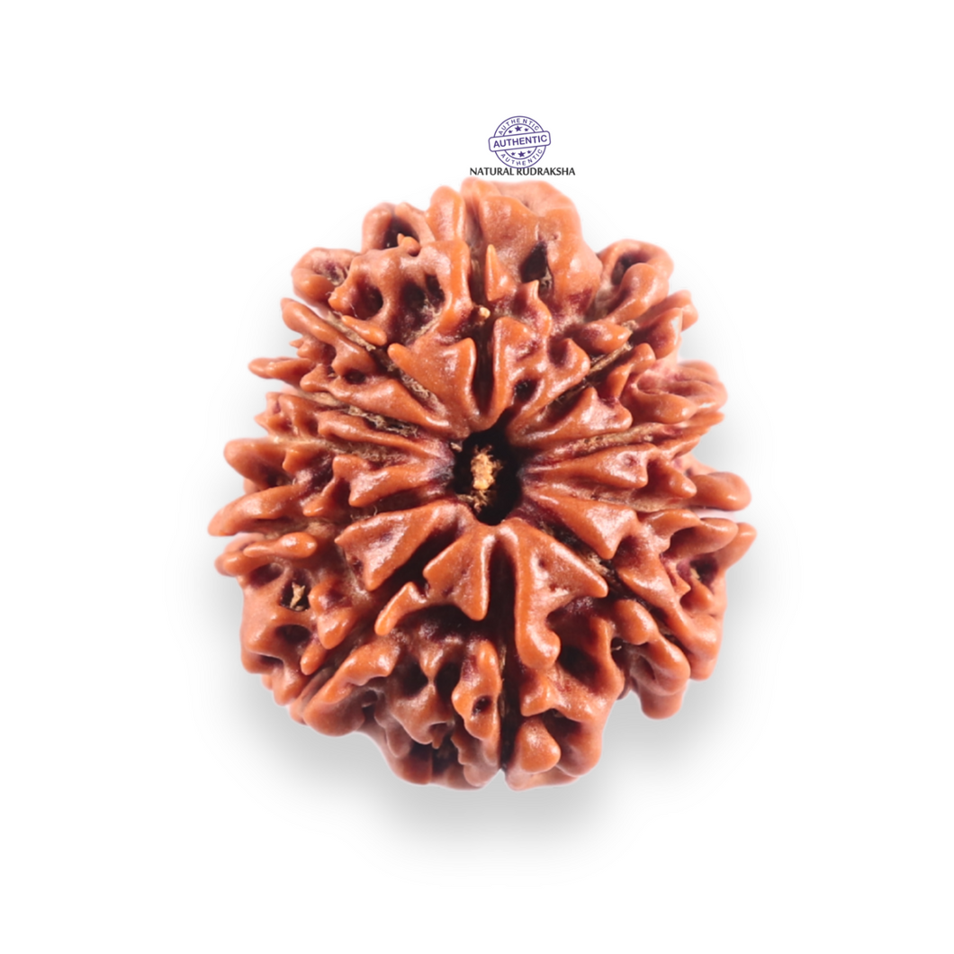 10 Mukhi Nepalese Rudraksha - Bead No. 442