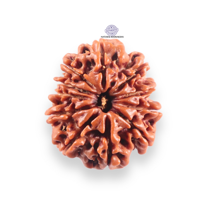 10 Mukhi Nepalese Rudraksha - Bead No. 442