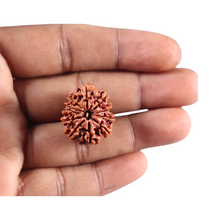 Load image into Gallery viewer, 10 Mukhi Nepalese Rudraksha - Bead No. 442
