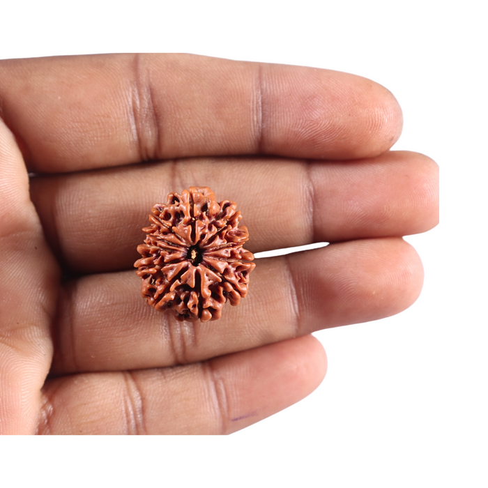 10 Mukhi Nepalese Rudraksha - Bead No. 442