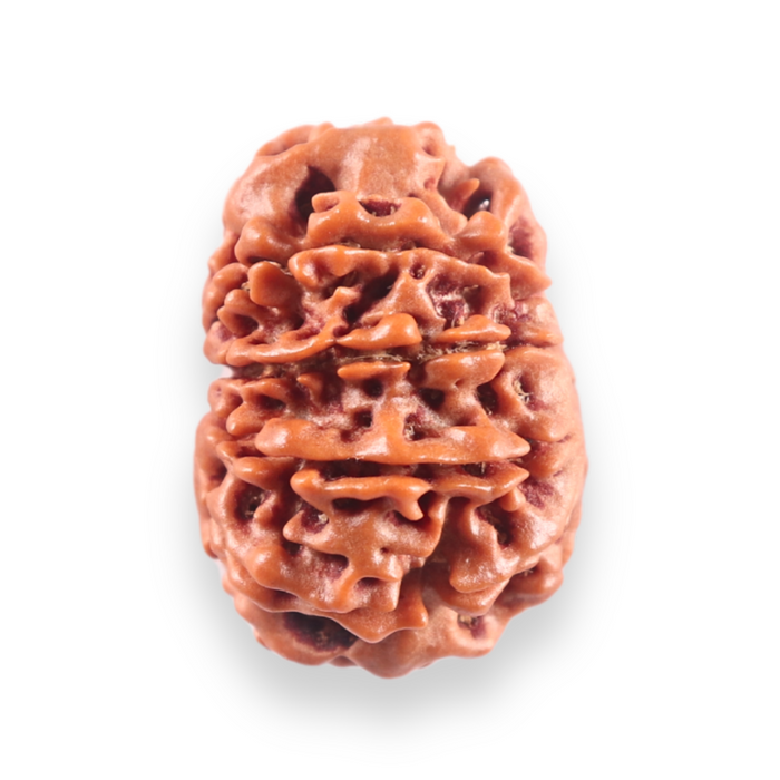 10 Mukhi Nepalese Rudraksha - Bead No. 442