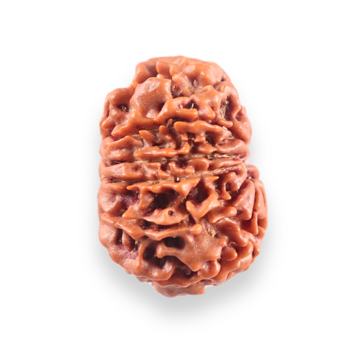 10 Mukhi Nepalese Rudraksha - Bead No. 442