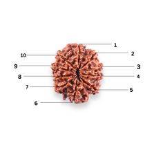 Load image into Gallery viewer, 10 Mukhi Nepalese Rudraksha - Bead No. 443
