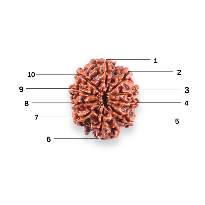 10 Mukhi Nepalese Rudraksha - Bead No. 443