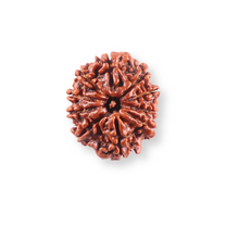 Load image into Gallery viewer, 10 Mukhi Nepalese Rudraksha - Bead No. 443
