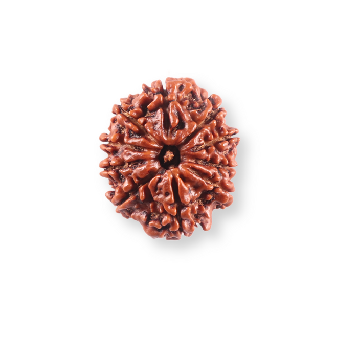 10 Mukhi Nepalese Rudraksha - Bead No. 443