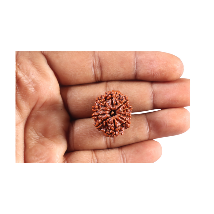 10 Mukhi Nepalese Rudraksha - Bead No. 443