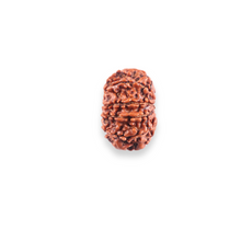Load image into Gallery viewer, 10 Mukhi Nepalese Rudraksha - Bead No. 443
