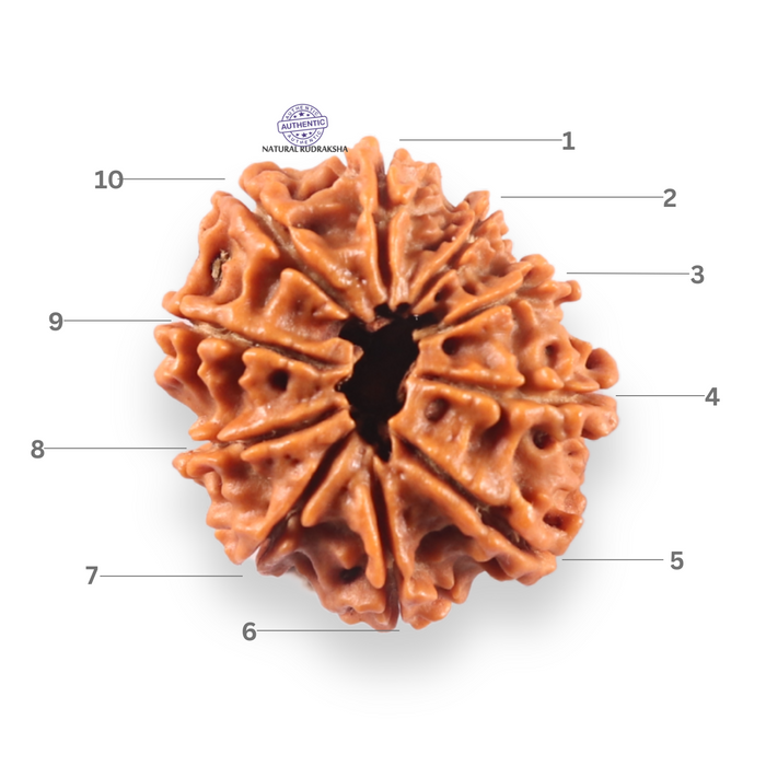 10 Mukhi Nepalese Rudraksha - Bead No. 450