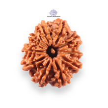 Load image into Gallery viewer, 10 Mukhi Nepalese Rudraksha - Bead No. 450
