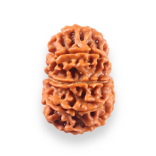 Load image into Gallery viewer, 10 Mukhi Nepalese Rudraksha - Bead No. 450
