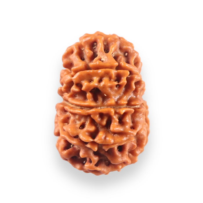 10 Mukhi Nepalese Rudraksha - Bead No. 450