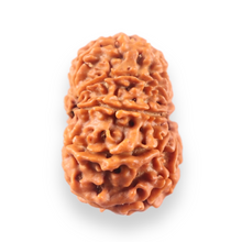 Load image into Gallery viewer, 10 Mukhi Nepalese Rudraksha - Bead No. 450
