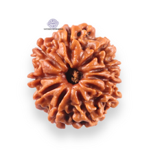 Load image into Gallery viewer, 10 Mukhi Nepalese Rudraksha - Bead No 451
