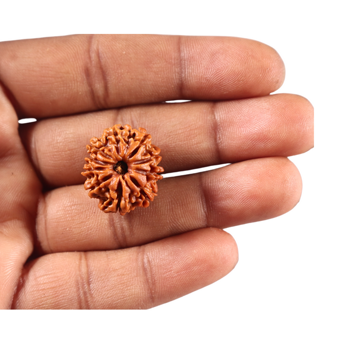 10 Mukhi Nepalese Rudraksha - Bead No 451