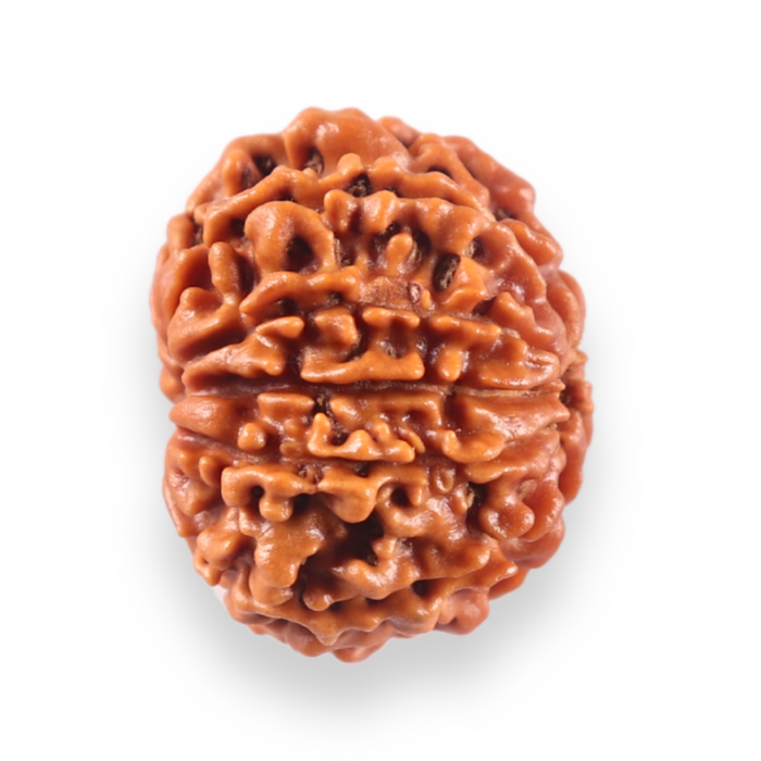 10 Mukhi Nepalese Rudraksha - Bead No 451