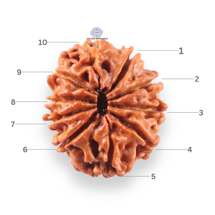 10 Mukhi Nepalese Rudraksha - Bead No 452