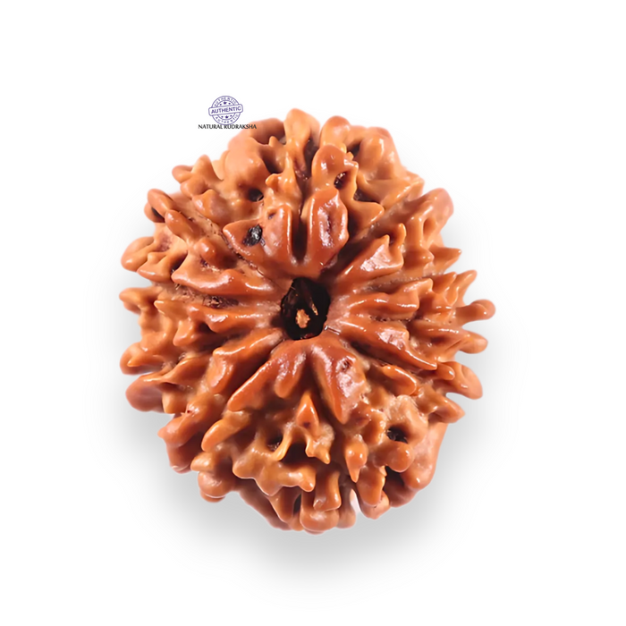10 Mukhi Nepalese Rudraksha - Bead No 452