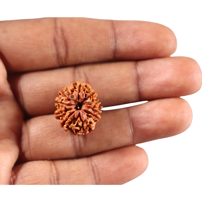 10 Mukhi Nepalese Rudraksha - Bead No 452