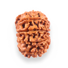 Load image into Gallery viewer, 10 Mukhi Nepalese Rudraksha - Bead No 452
