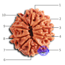 Load image into Gallery viewer, 10 Mukhi Nepalese Rudraksha - Bead No. 404
