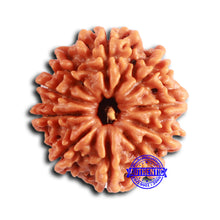 Load image into Gallery viewer, 10 Mukhi Nepalese Rudraksha - Bead No. 404
