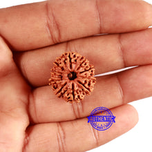 Load image into Gallery viewer, 10 Mukhi Nepalese Rudraksha - Bead No. 403
