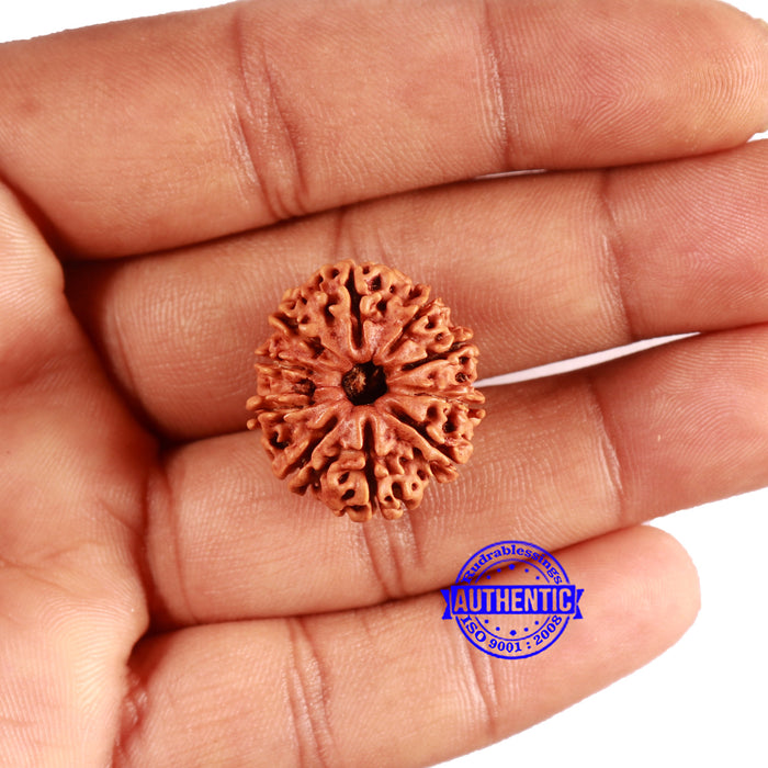 10 Mukhi Nepalese Rudraksha - Bead No. 403